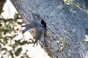 Male and female Says Phoebe birds keeps alert eye out to right for danger while clinging together near entrance in oak tree to their home nest.