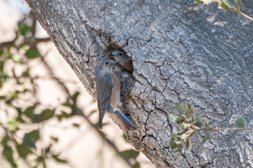 Male Says Phoebe birds keeps alert eye out for danger while clinging near entrance in oak tree with female parner inside their home nest.