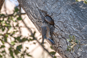 Male Says Phoebe birds keeps alert eye out for danger while female partner inside oak tree hole looks from nest.