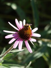 Native plants - purple coneflower and bee