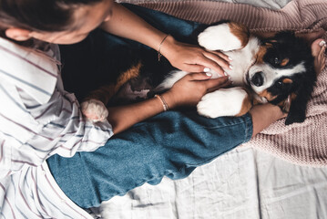 little puppy of bernese mountain dog on hands of fashionable girl with a nice manicure. animals