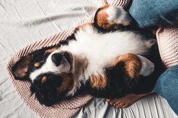 Happy Bernese Mountain Dog dog in luxurious bright colors scandinavian style bedroom with bed.