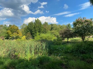 landscape with trees