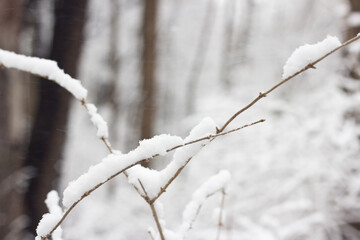 Fresh Coat of Snow on Trees 