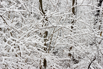 Fresh Coat of Snow on Trees 