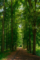 Fototapeta premium Park near moated castle at Budyne nad Ohri, Czech republic