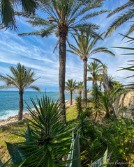 Fototapeta premium summer evening on the beach with palm trees