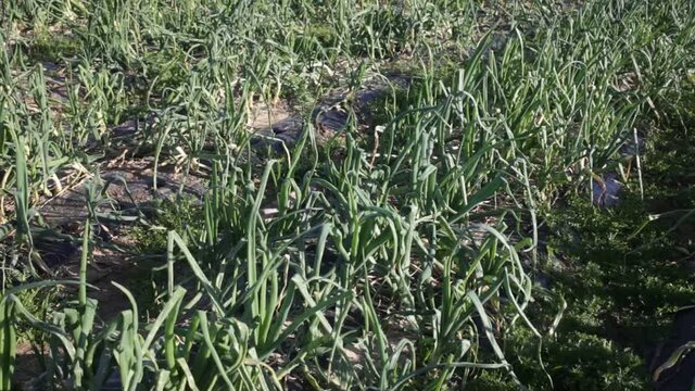 View of field planted with ripening organic scallions. Farming. Food production 