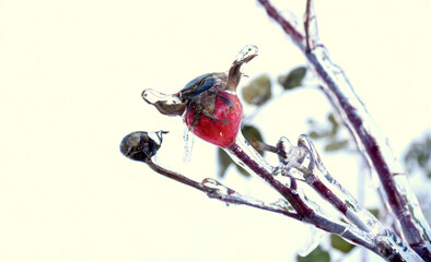 Selective focus of frozen rosehip berry growing on a branch covered with ice and icicle on a winter day in Russia