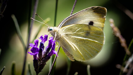 butterfly - moth - Pieris rapae on a lavender macro closeup
