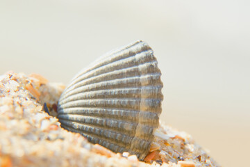 Close up sea shell. Recreation, tourism and holiday concept.