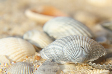 Close up sea shells in the rays of the sun as symbol of recreation, tourism and holiday. Selective focus.