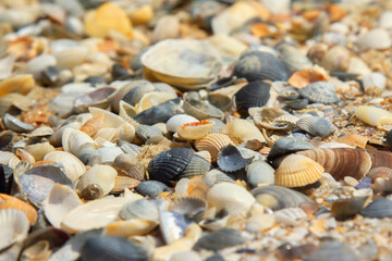 Background sea shells as symbol of recreation, tourism and holiday. Horizontal image.