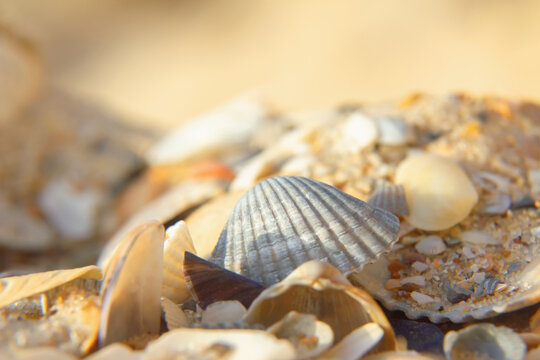 Beach sand with sea shells. Close up of small sea shells on sand on beach.