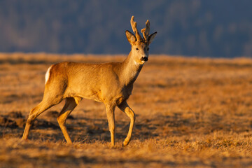 Roe deer, capreolus capreolus, with antlers in velvet walking on pasture in springtime at sunrise. Roebuck with going on grassland in spring. Wild male mammal marching on dry field.