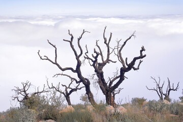 dry tree facing the sea of clouds