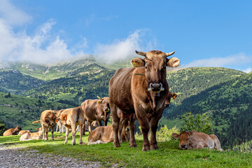 Naklejka premium Beef cow looking at camera on mountain pasture with calves and Pyrenees peaks, Catalonia, Spain