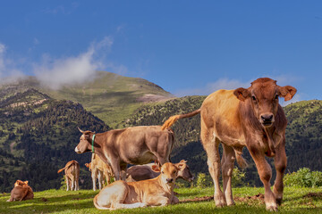 Ternero y vacas de carne del Pirineo