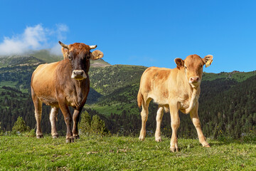 Vaca y ternero de carne del Pirineo