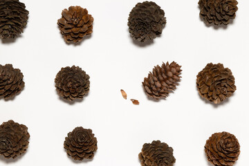 Dried pine cones pattern on white background