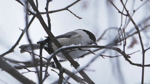 Coal tit or cole tit. Bird is sitting on frozen tree branch. Small passerine bird in winter forest.