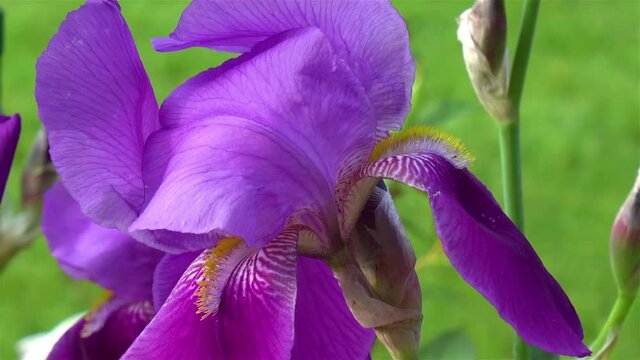 Close-up, detailed view of a purple Bearded Iris des Jardins flower.