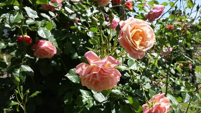 Rose flowers blooming in spring garden. High quality FullHD footage