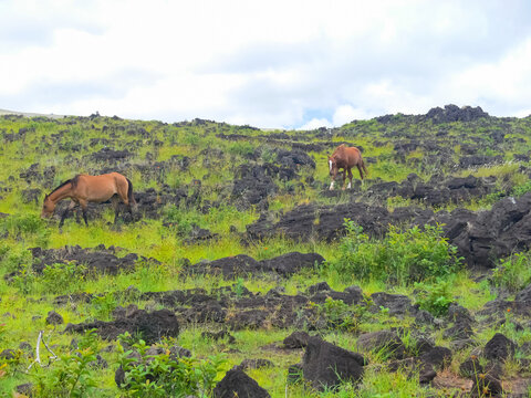 Orongo, the relevance of Easter Island.