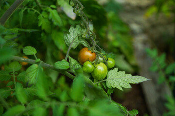 tomates plant