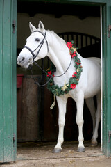  Adorable young arabian horse with festive wreath decoration in stable door. New Year and Christmas mood
