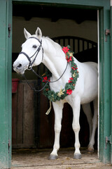  Adorable young arabian horse with festive wreath decoration in stable door. New Year and Christmas mood