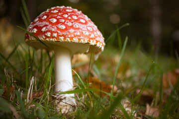 Poisonous mushroom Amanita Muscaria. Close-up picture of the deadly toadstool Fly Agaric on a meadow.