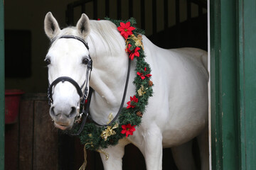  Adorable young arabian horse with festive wreath decoration in stable door. New Year and Christmas mood