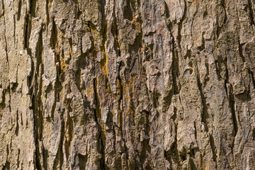 Close up shot of vertical Bark texture detail with sunshine for use in background, wallpaper