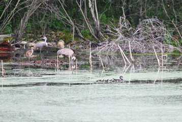 Sandhill Cranes and Ducks