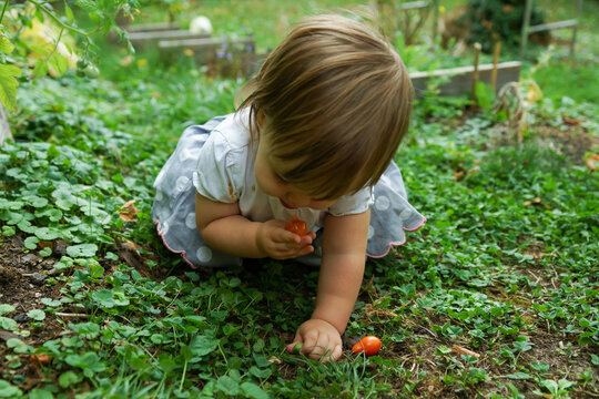 enfant mange tomate