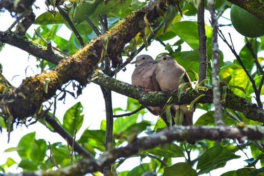 Pareja de Tortolitas