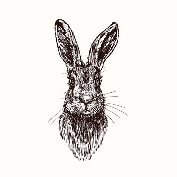 Hare (rabbit) face, front view, doodle black ink drawing, woodcut vector