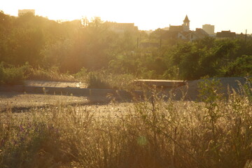 Fototapeta premium yellow grass at sunset near the road against the background of a green forest