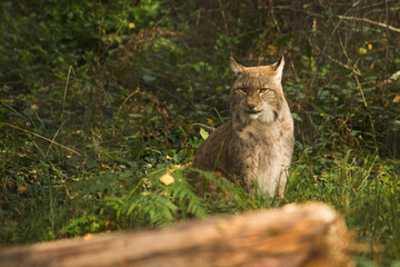 Luchs
