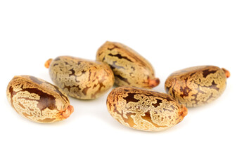 Castor Oil Beans (Ricinus Communis). Isolated on White.
