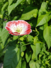 Delicate poppy in the summer garden