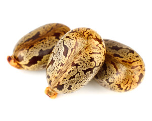 Closeup on Castor Oil Beans (Ricinus Communis). Isolated on White Background.