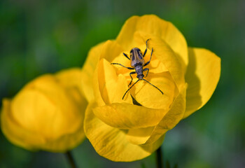 Beetle on a bright yellow Trollius flower. Spring flowers on a blurred background. The globeflower. Yellow flowers Trollius or globeflower.