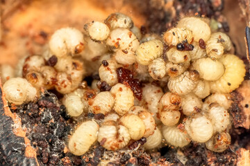 Worm is coming out of  carob