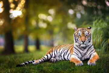Fototapety  Tiger laying on grass during sunset through trees