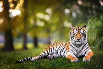 Zelfklevend Fotobehang Tiger laying on grass during sunset through trees © jdross75