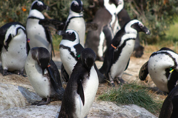 Fototapeta premium Pinguingruppe
