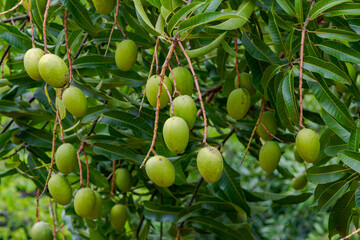 Detail of mango in Brazilian backyard tree