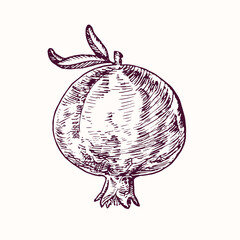 Pomegrenate whole fruit with leaves, doodle black ink drawing, woodcut style